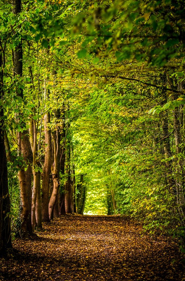 Unser Wald in der Klimakrise: Rundgang mit Anna Deparnay-Grunenberg